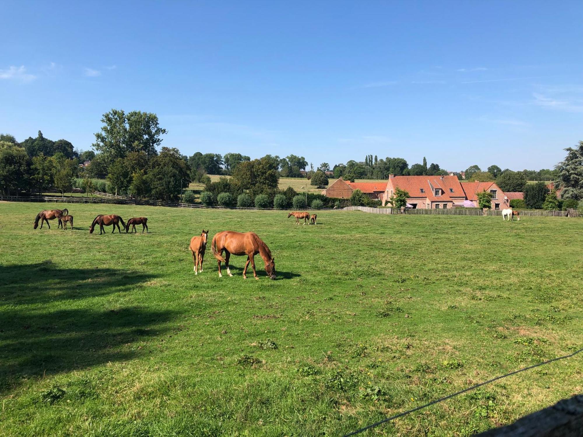 Willa Au Coeur Des Collines, Gloriette Ellezelles Zewnętrze zdjęcie